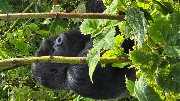 Massive silverback gorilla peers through lush green leaves in a tropical forest.