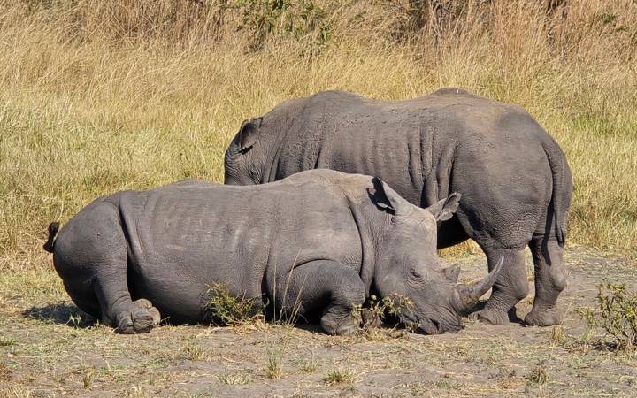 Pair of rhinos lie resting on dusty ground surrounded by tall dry grass.