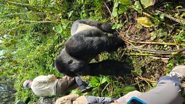 Large silverback gorilla strides toward a trekking group in dense jungle foliage.