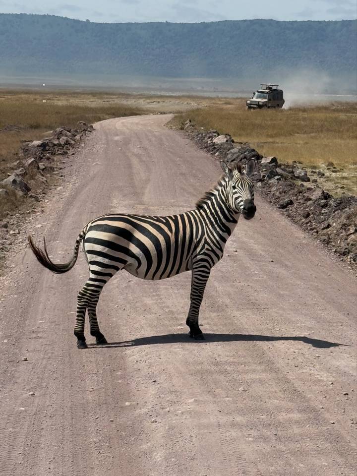 A lone zebra stands on a dusty safari track cutting through the African savanna, looking toward the camera.