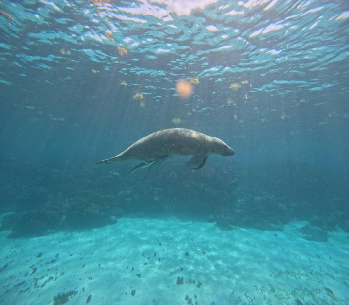 Underwater image of a manatee gliding over a coral reef in clear blue water.