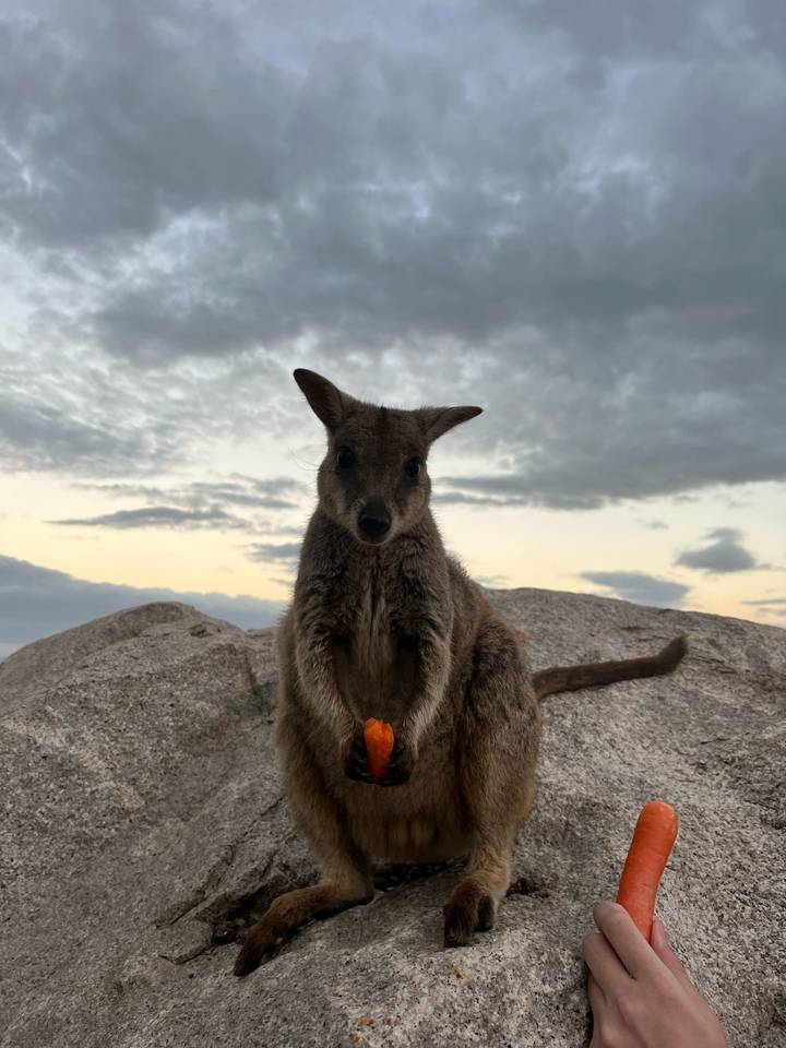 Curious wallaby stands on granite boulder at dusk with cloudy sky