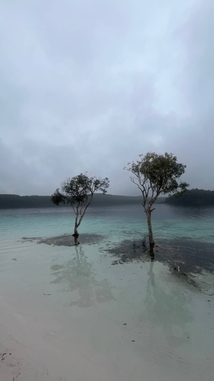 Serene misty lake with two slender trees standing in shallow turquoise water beneath a gray sky
