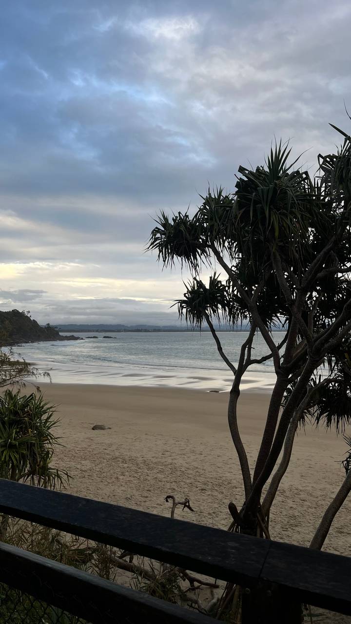 Coastal scene with pandanus tree framing a calm bay and wet sand at low tide