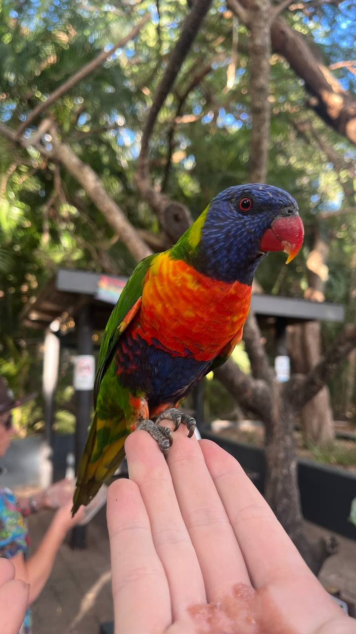 Close-up of a vibrant rainbow lorikeet perched on a hand with soft forest background