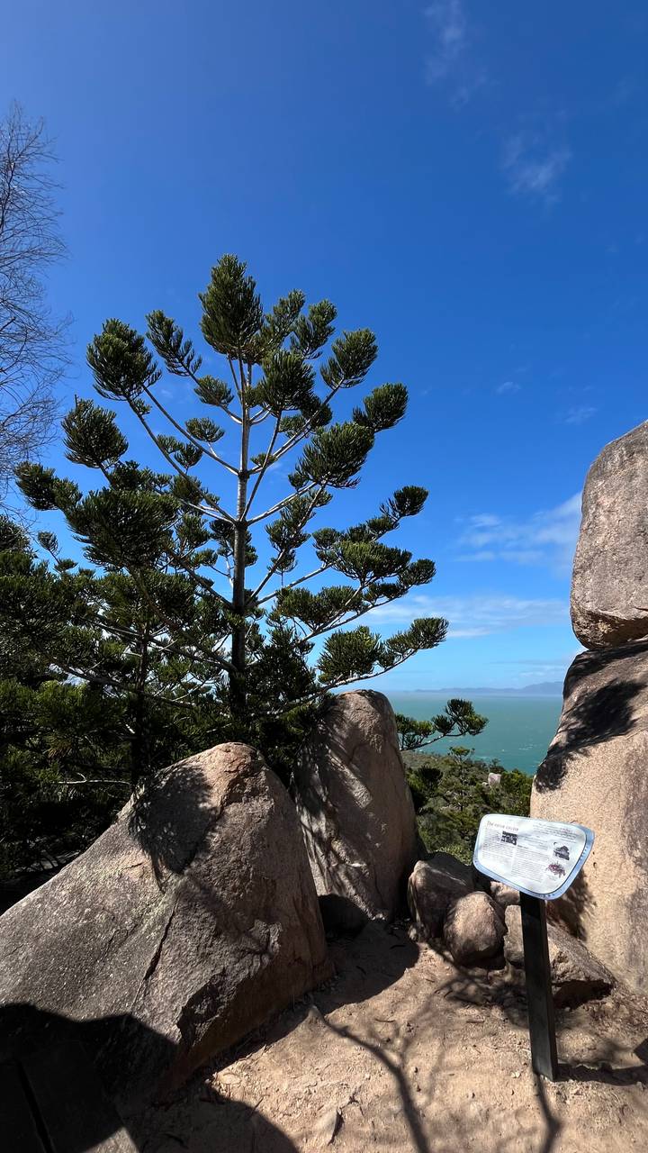 Pine-like tree branches and granite boulders overlooking turquoise sea and distant headlands