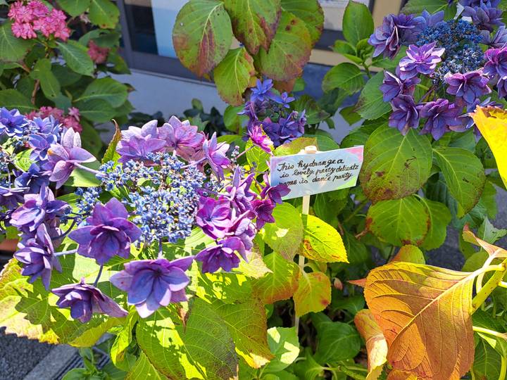 Close-up of vibrant purple hydrangea blooms with a handwritten plant label in bright sunlight.