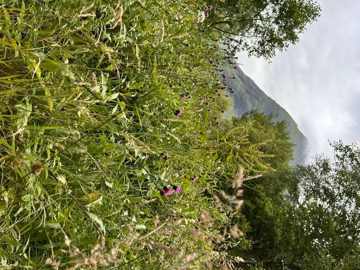 Wildflowers and tall grass in the foreground with a misty green mountain peak rising behind.