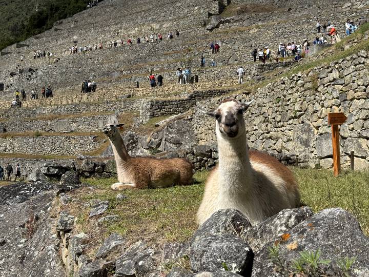 Duplicate image of llamas relaxing on Machu Picchu terraces with tourists above.
