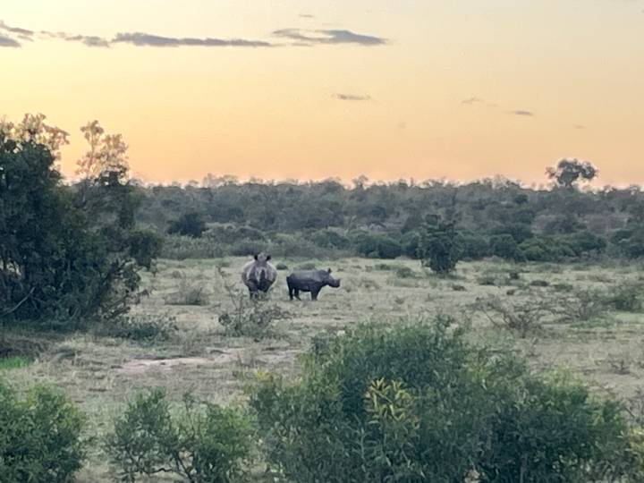Two rhinos grazing on open savanna at dusk with orange sky in the background.
