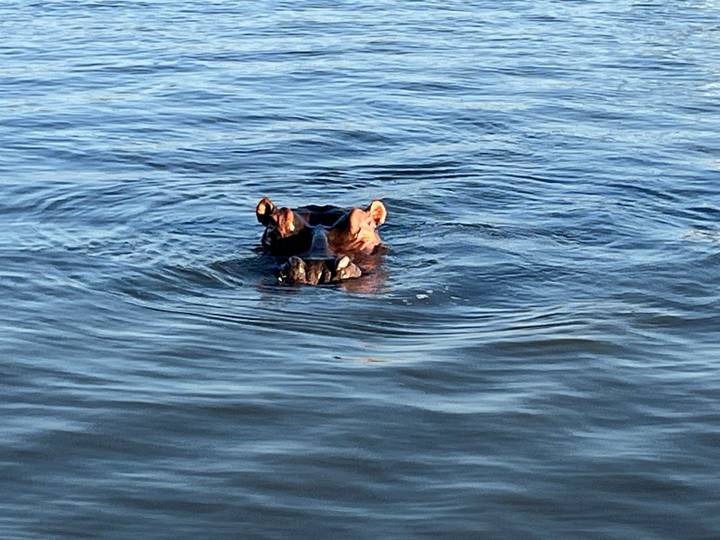 Hippo peeks above rippling blue water with ears and eyes visible.