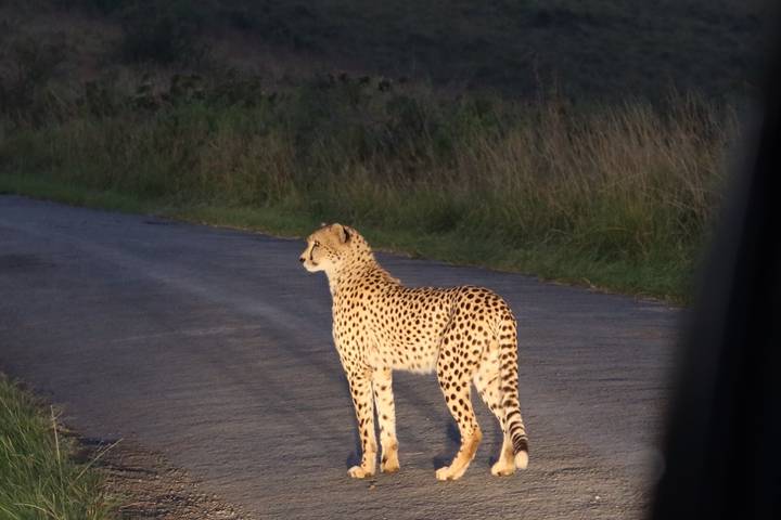 Cheetah standing alert on paved road at dusk with tall grass behind.