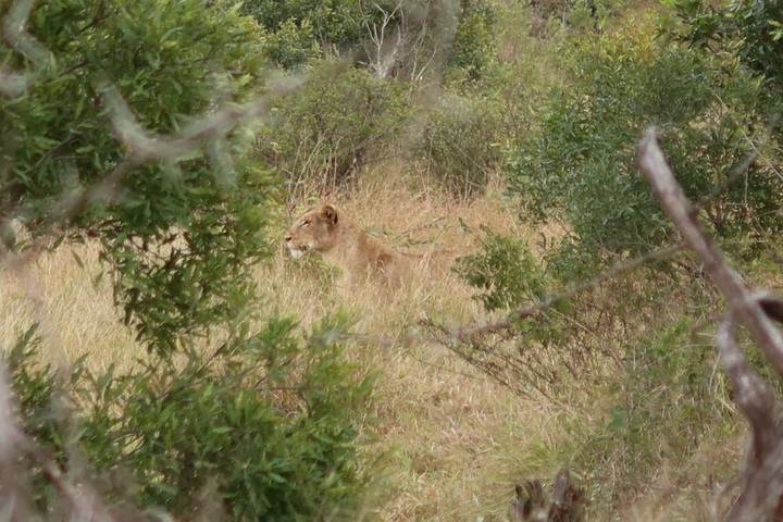 Lion partially hidden among bushes and tall grass.