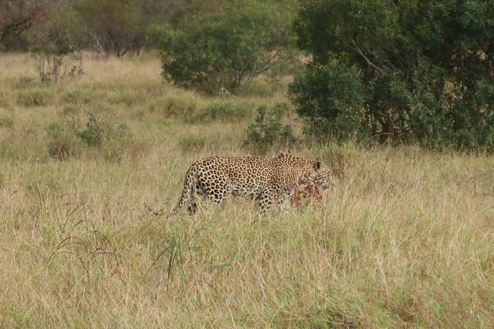 Leopard carries prey through tall grass on the savanna.