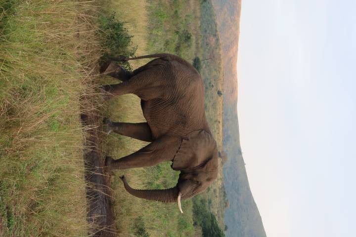 Single elephant walking across grassy wetlands with rolling hills behind.