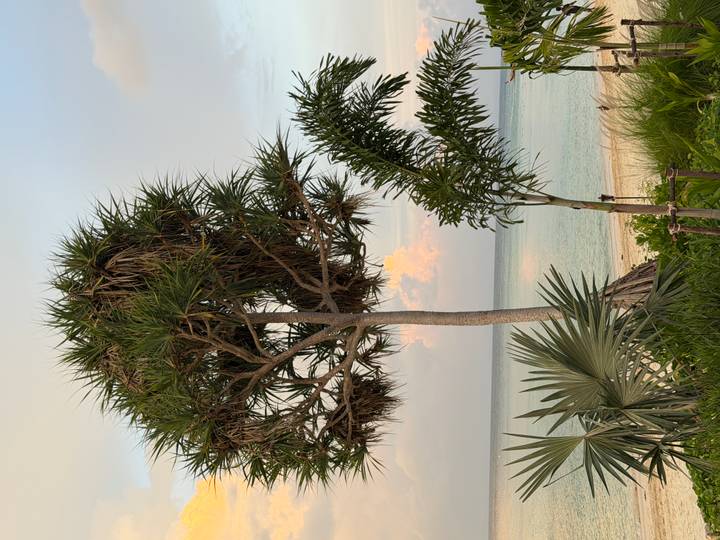A tall pandanus tree and palm sway above a tranquil tropical shoreline during soft evening light.