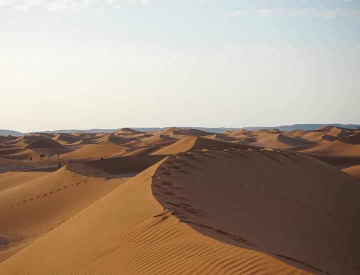 Endless rolling sand dunes curve gracefully under soft morning light in the Sahara.