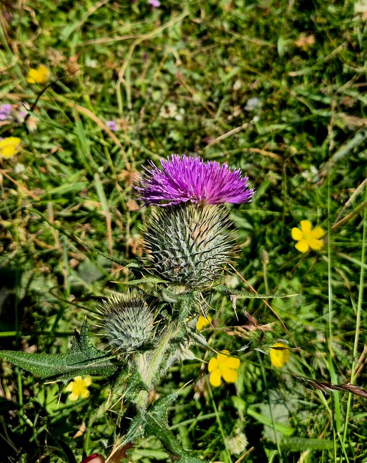 Close-up macro of a purple thistle bloom against green Scottish meadow grasses.
