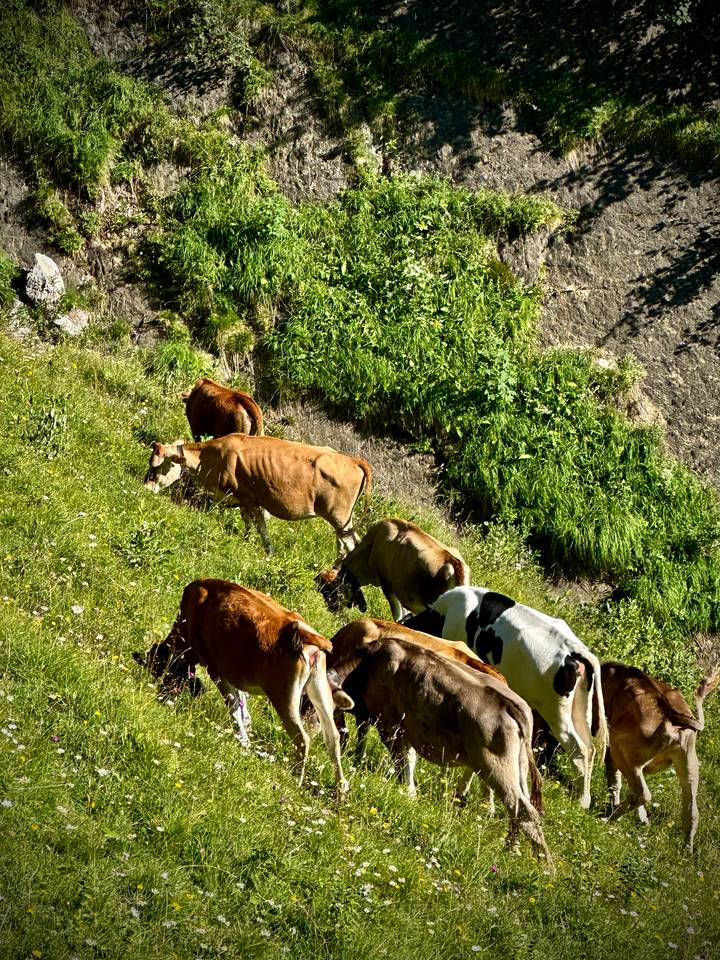 Herd of cows grazing on a steep, grassy hillside dotted with wildflowers in bright sunshine.