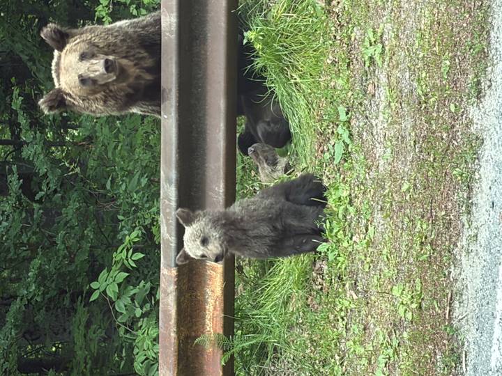 Brown bear mother and cubs resting by a roadside guardrail in a forested area.