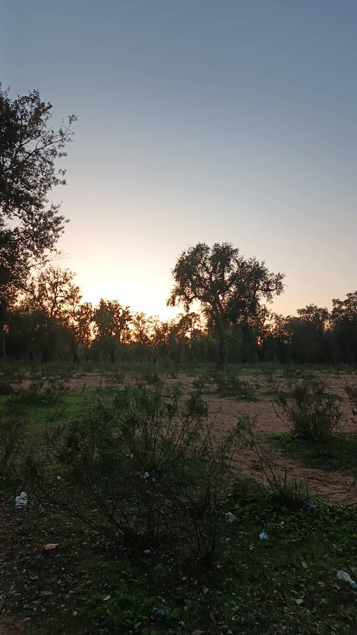 Serene sunset silhouette of cork oak trees in a scrubland landscape in Morocco