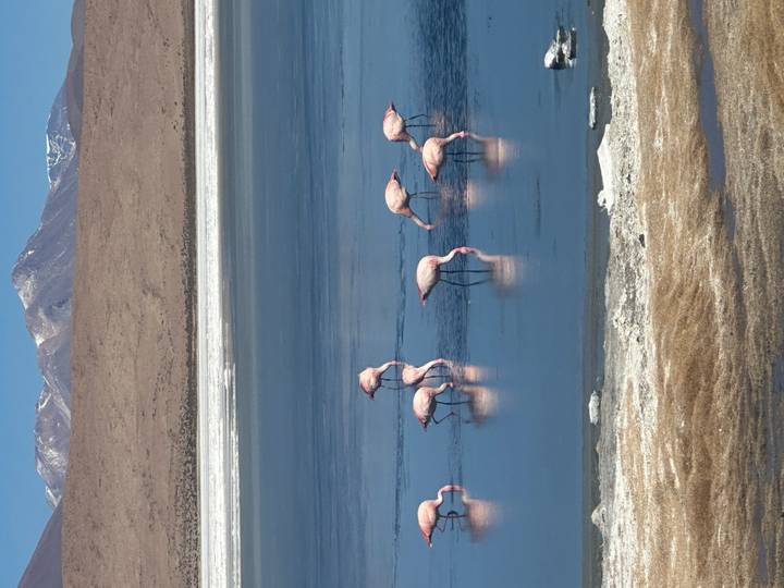 A flock of pink flamingos wades and feeds in a shimmering blue lagoon backed by snow-tipped mountains.