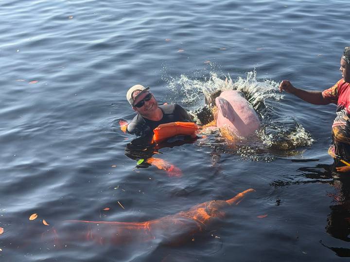 Tourist in life vest interacts with a playful pink river dolphin in dark Amazon waters while a guide assists.