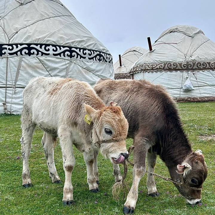 Two young calves grazing on green grass in front of white nomadic yurts