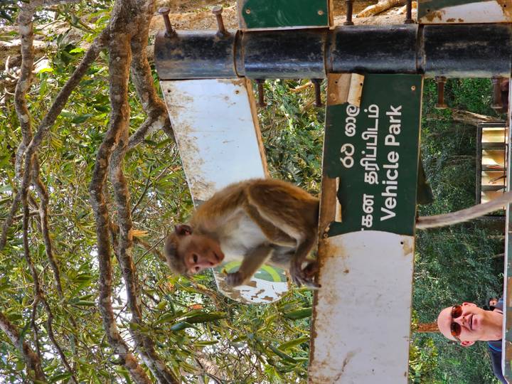 Monkey perched on a bilingual signpost at a forest entrance while a tourist watches
