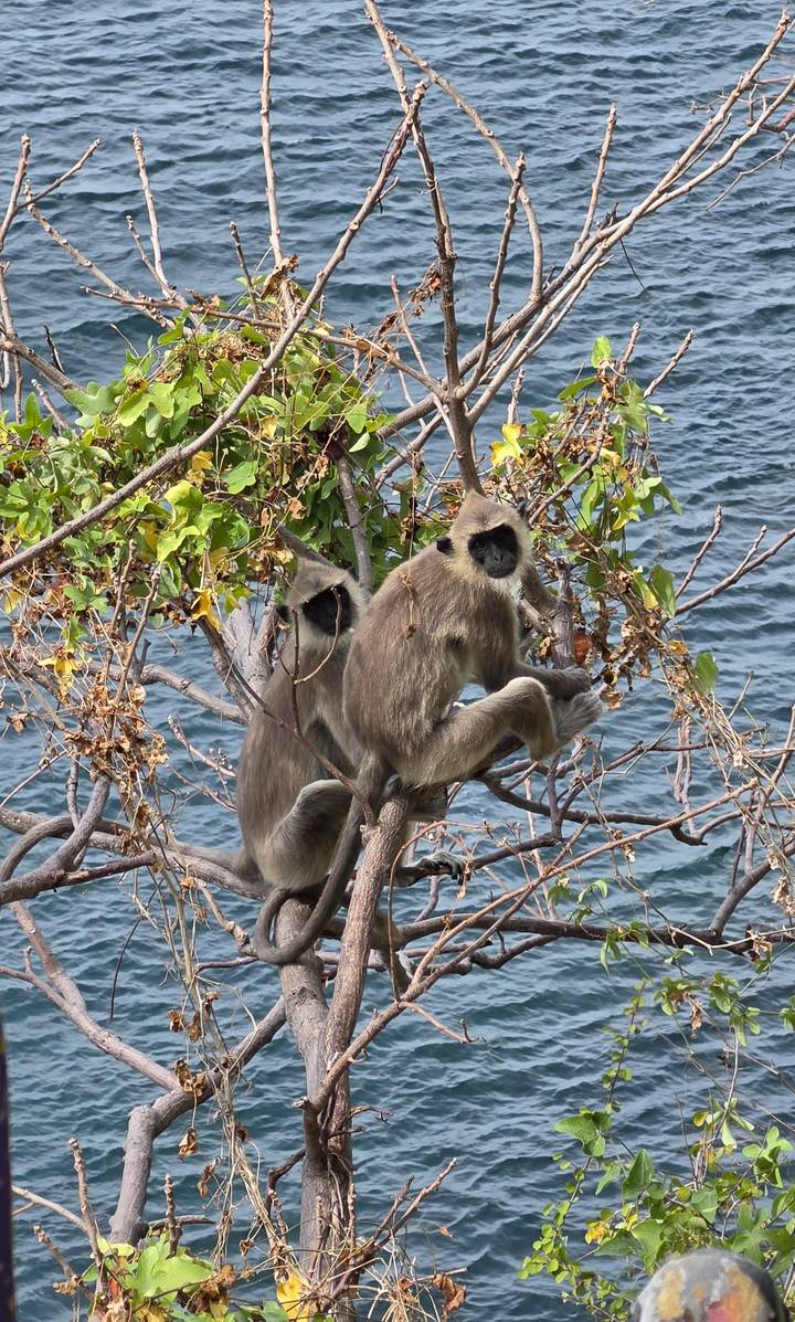 Two grey langur monkeys perched on tree branches overlooking a lake.