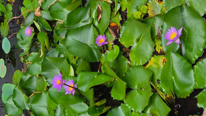 Vibrant purple water lilies and broad green leaves floating on a pond surface.
