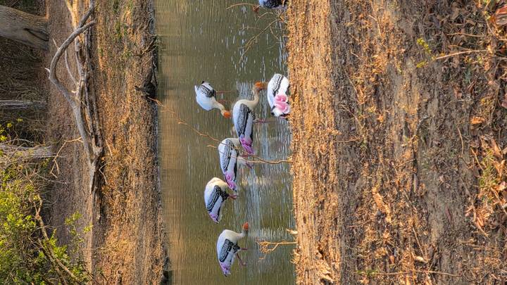 A group of brightly coloured painted storks wading and feeding in a small pond during warm late-afternoon light.