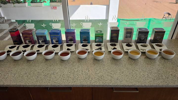 Row of tea samples in white cups paired with colourful tea boxes laid out on a counter inside a tasting room.