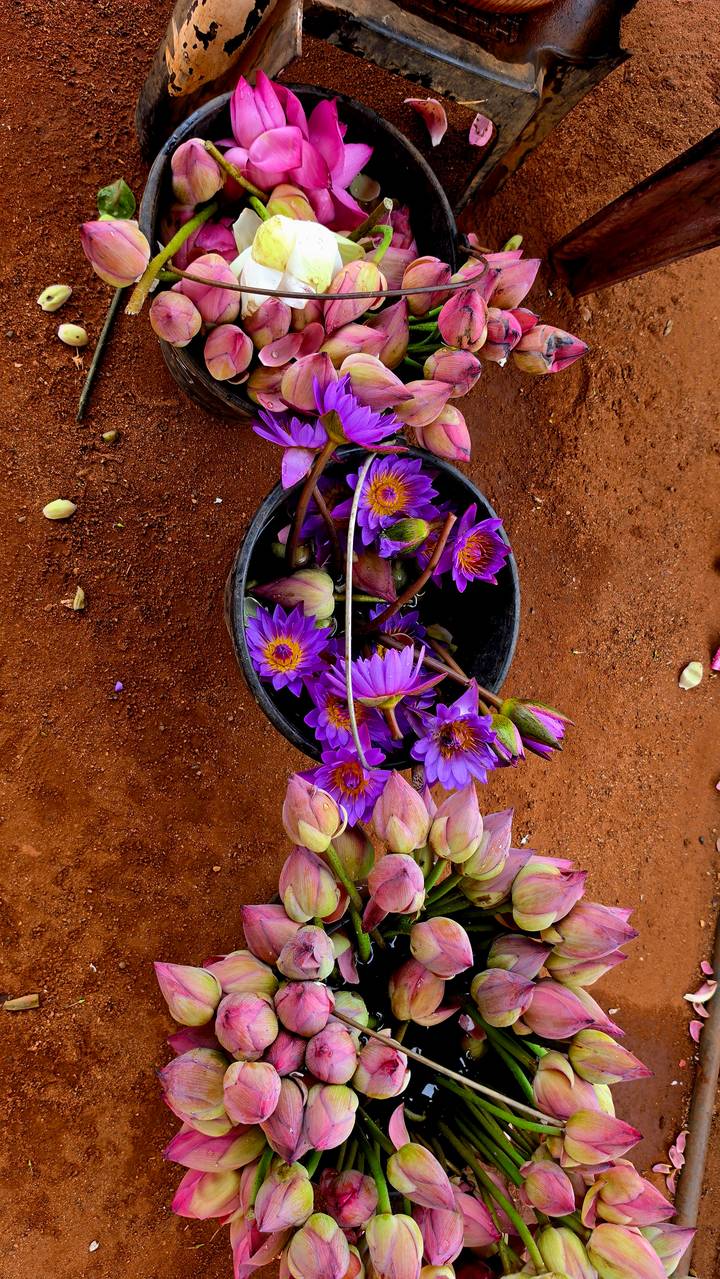 Top-down shot of a black pot filled with vivid purple lotus flowers resting on rich red earth.
