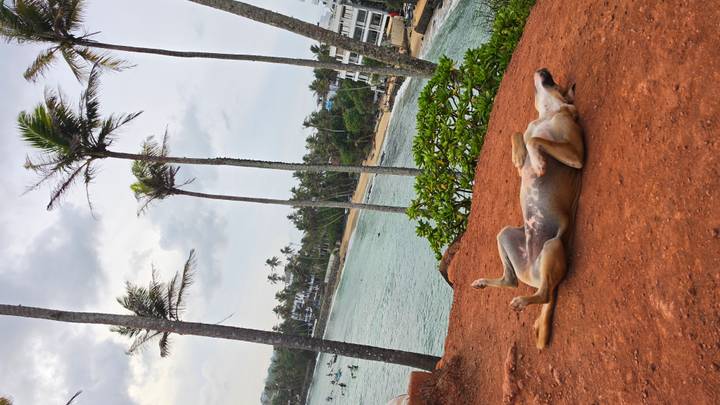 A relaxed dog rolls on a red earth cliff overlooking a calm bay fringed with palms and surf.