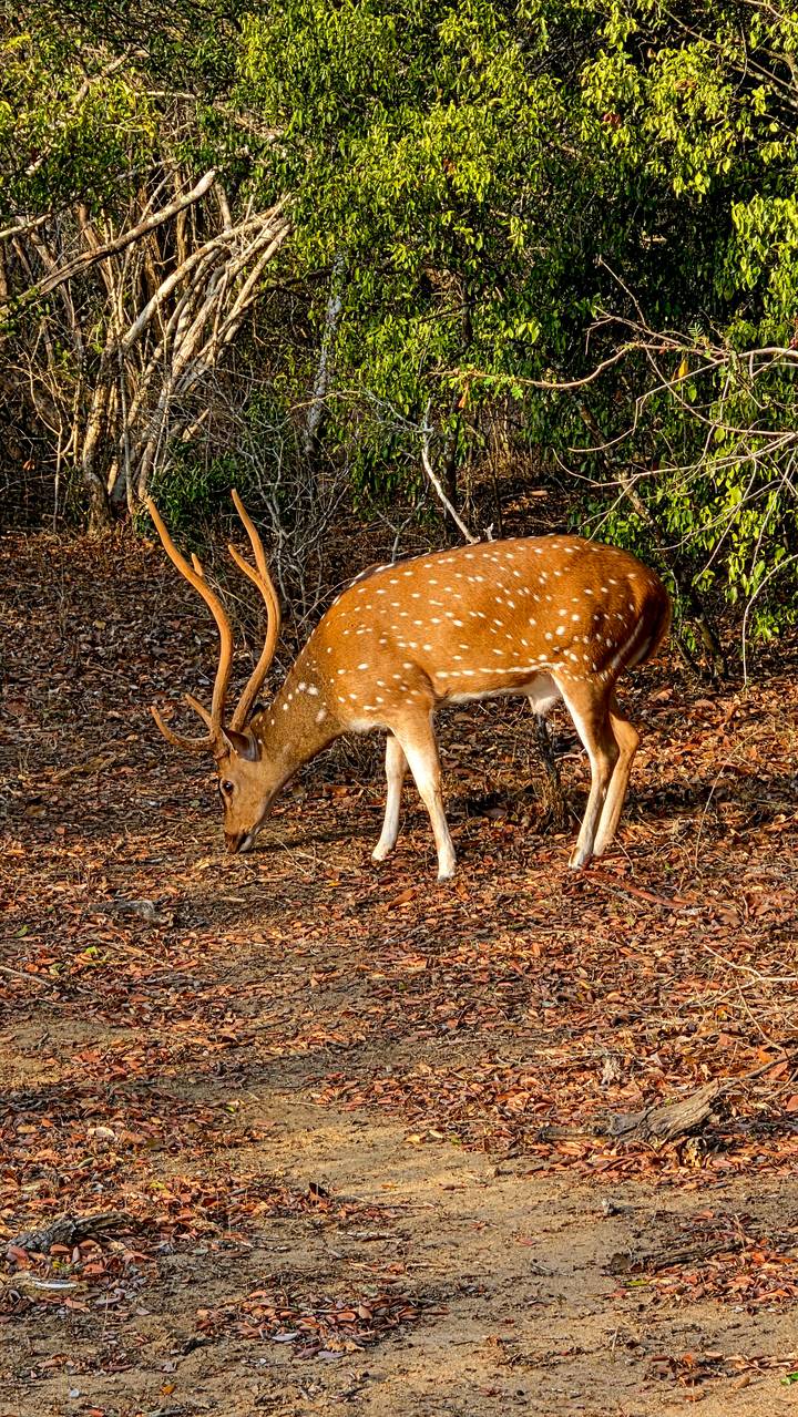Close-up of a spotted deer with impressive antlers grazing on a forest floor covered in dry leaves.