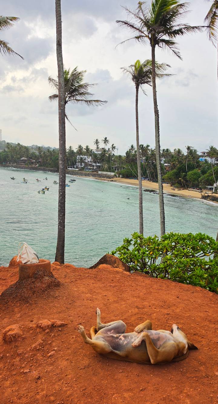 Panoramic view of a small surfing bay with pastel water, beach and palm trees seen between slender trunks.