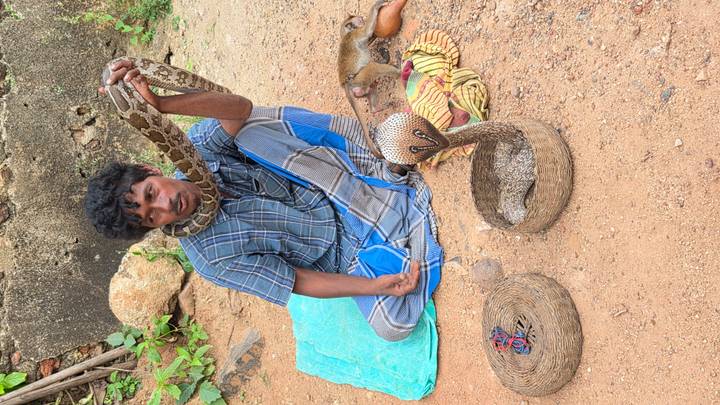 A snake charmer seated on the ground holds a python around his neck beside wicker baskets containing a cobra.