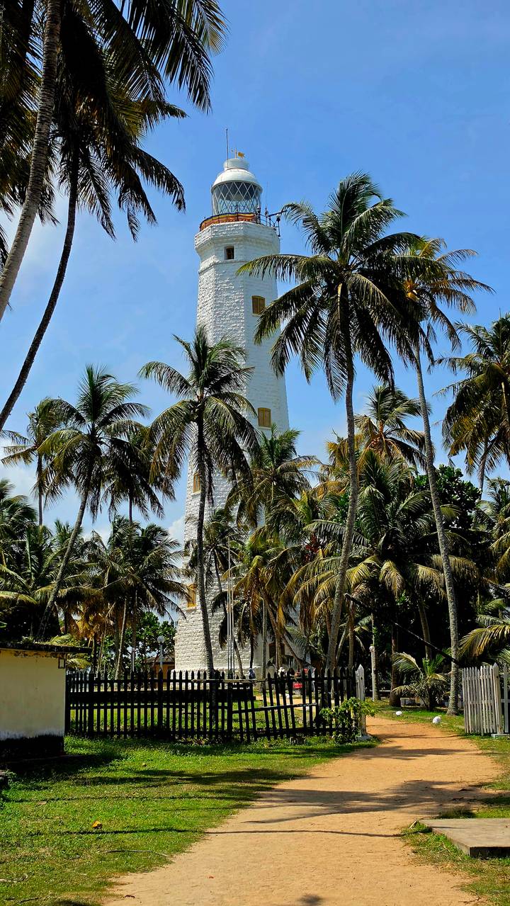 White lighthouse tower partly hidden among tall coconut palms under a bright blue sky.
