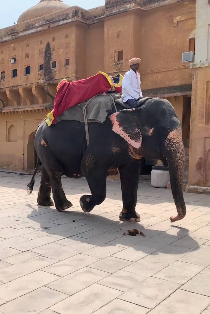 Decorated elephant walking along stone courtyard with rider sitting on top in traditional fabrics