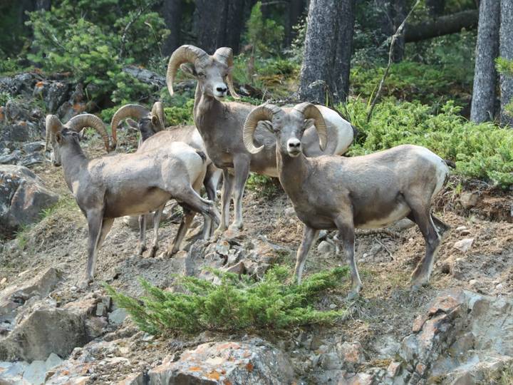 Group of bighorn sheep standing alert on a rocky hillside surrounded by shrubs and pine trees.