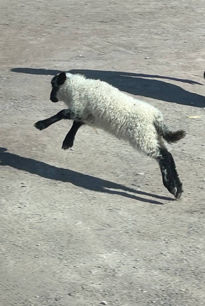 Cropped action shot of a young lamb leaping across a dusty ground.