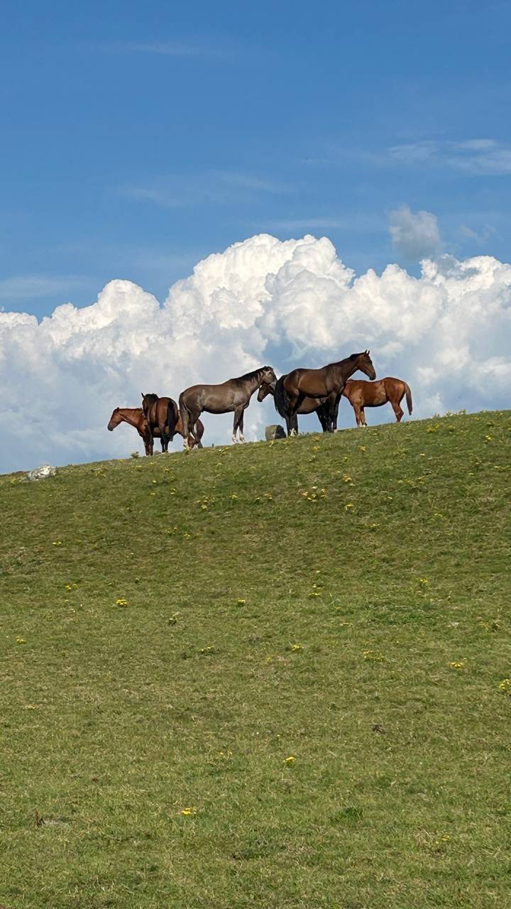 Group of horses grazing on a grassy hilltop set against a backdrop of billowing clouds.