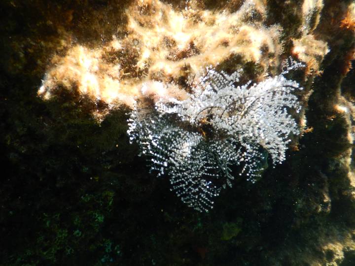 Close-up of delicate white soft coral attached to a dark underwater rock face.