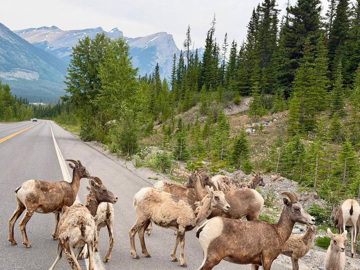 Group of bighorn sheep cross a mountain road flanked by dense forest and peaks.