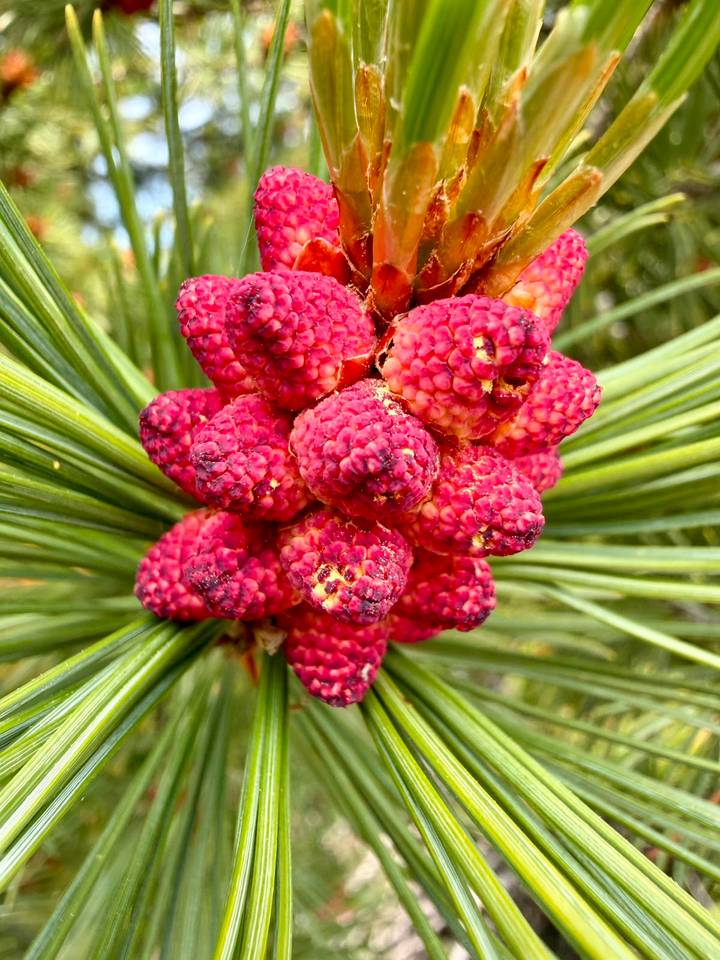 Macro close-up of vibrant pink pine cones growing among long green needles.