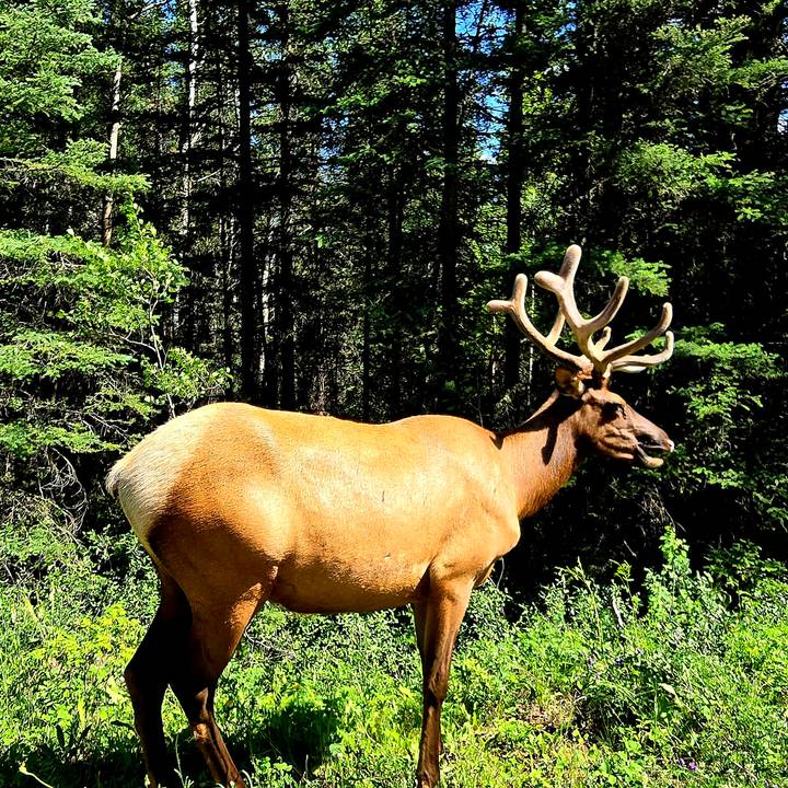 A majestic elk with velvet antlers stands at the edge of a forest in dappled sunlight.