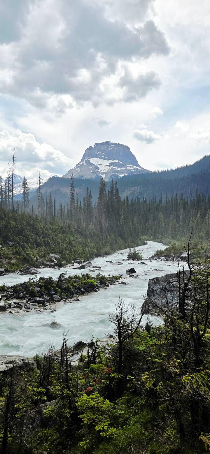 Fast-flowing river winds through dense evergreen forest beneath misty mountain slopes.