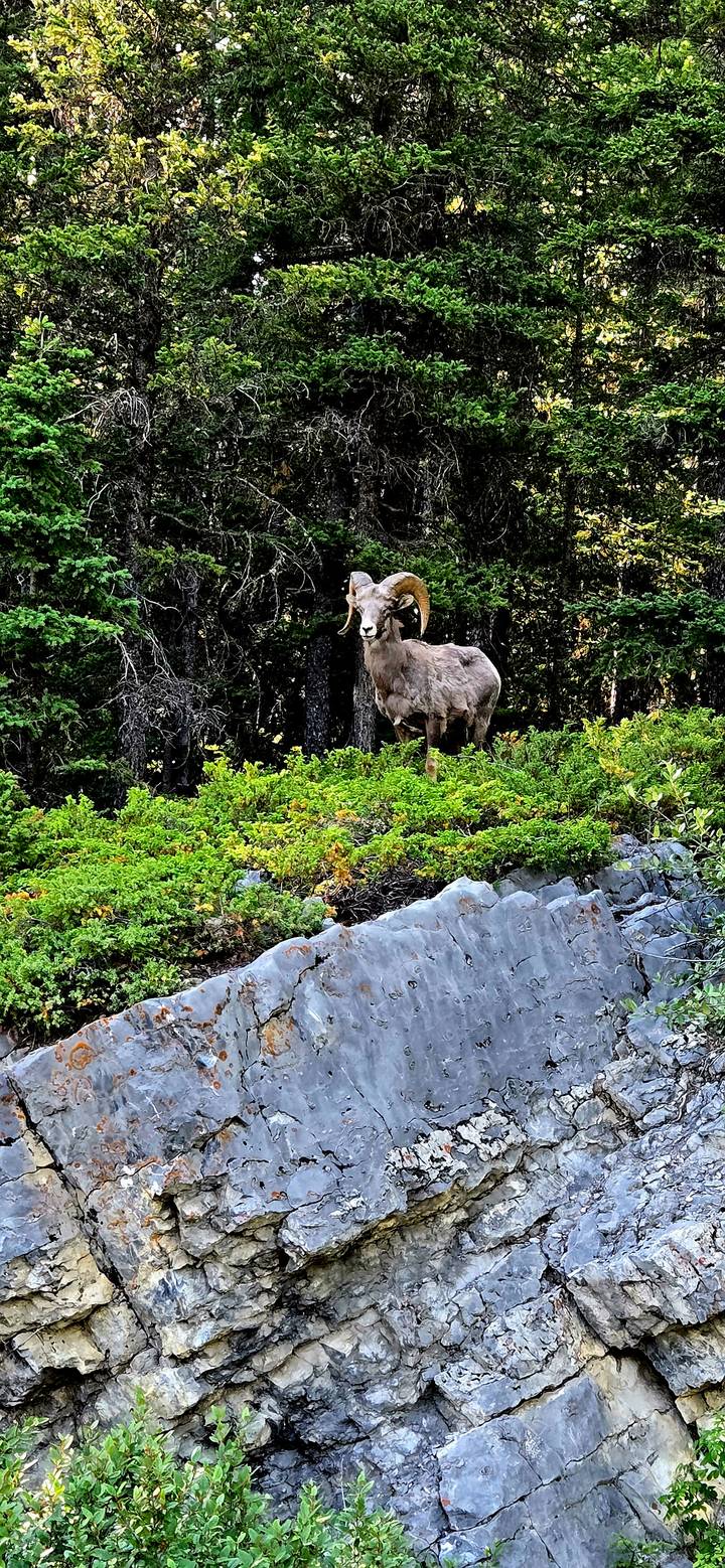 Solitary bighorn sheep stands on rocky slope amid green alpine shrubs.