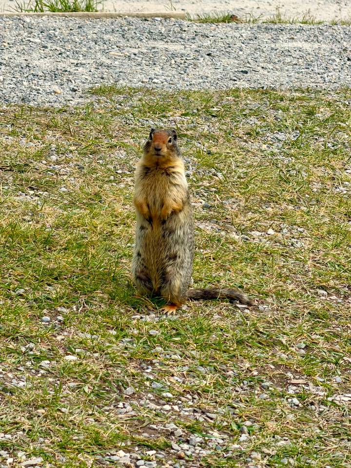 Curious ground squirrel stands upright on grassy terrain looking toward the camera.